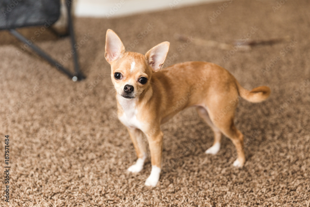 Cute Chihuahua Puppy on Carpet
