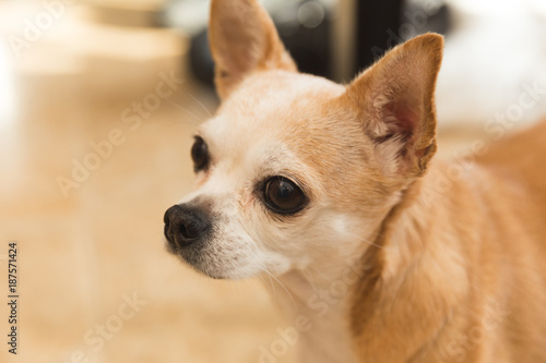 Old Chihuahua Dog