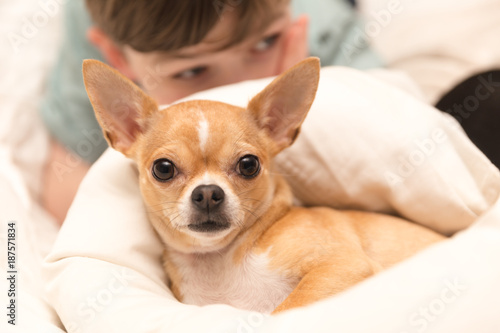 Cute Chihuahua and Young Boy