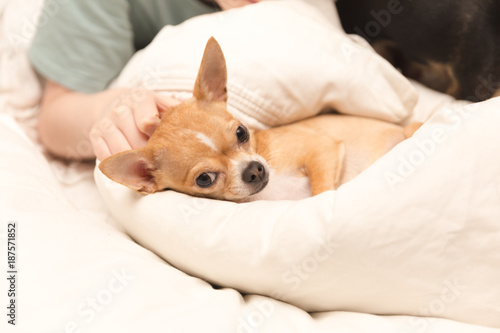 Cute Chihuahua and Young Boy