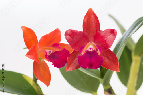 Cattleya orchids over white background