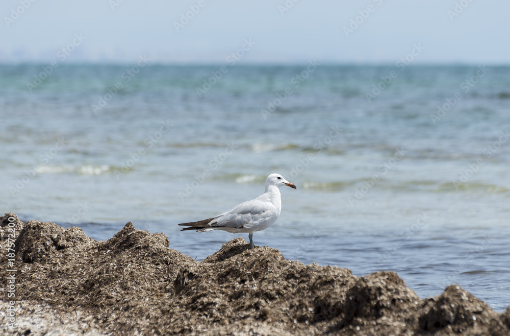 Audouin’s Gull, Larus audouinii. It is an endangered gull restricted to the Mediterranean and the western coast of Saharan Africa. Photo taken in Santa Pola, Alicante, Spain. Audouin’s Gull, Larus audouinii. It is an endangered gull restricted to the Mediterranean and the western coast of Saharan Africa. Photo taken in Santa Pola, Alicante, Spain.