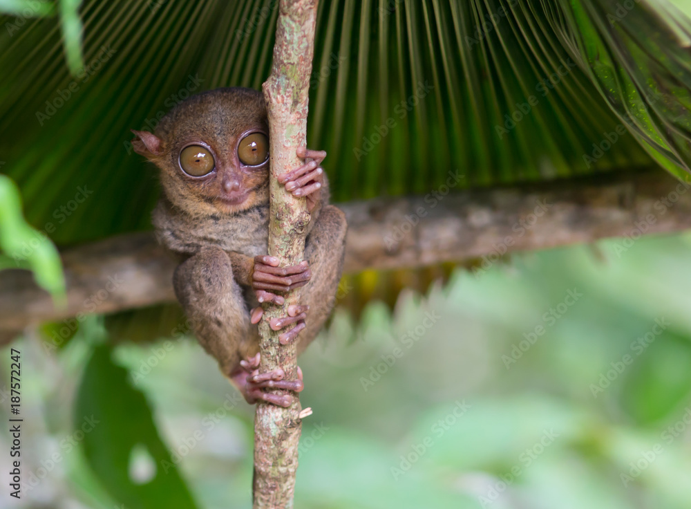 Obraz premium Smiling cute tarsier sitting on a tree, Bohol island, Philippines