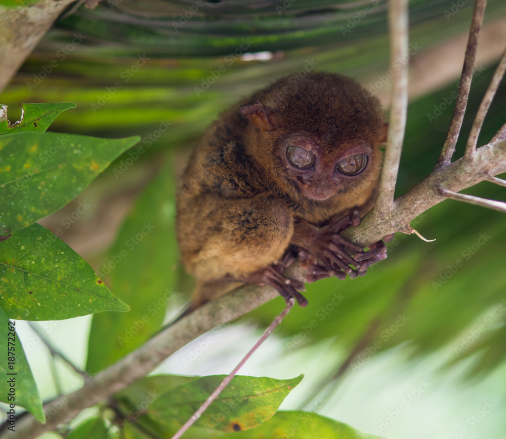 Smiling cute tarsier sitting on a tree, Bohol island, Philippines Stock ...