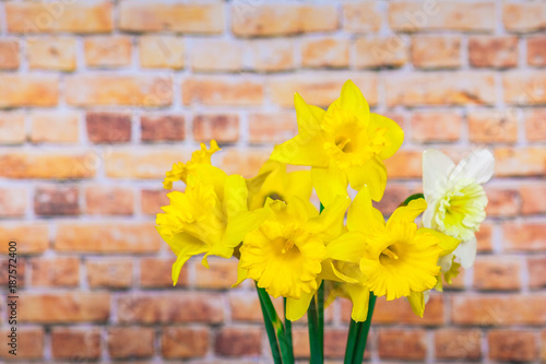 Fototapeta Naklejka Na Ścianę i Meble -  Narcissus flower, yellow