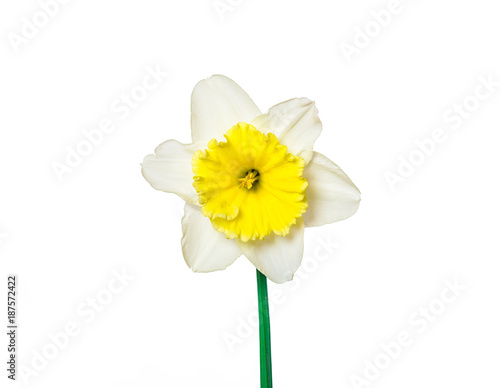 Fototapeta Naklejka Na Ścianę i Meble -  Narcissus flowers on white background