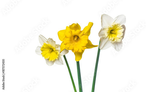Fototapeta Naklejka Na Ścianę i Meble -  Narcissus flowers on white background