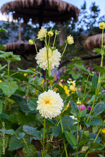 Fototapeta Naklejka Na Ścianę i Meble -  Dahlia flowers in garden full bloom