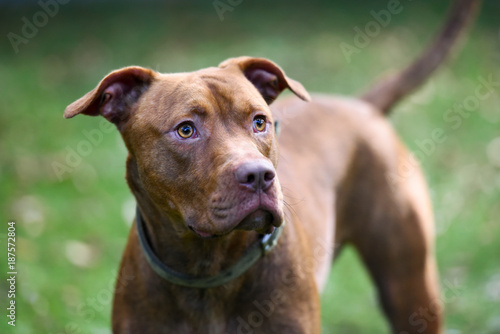 Mixed Breed Pit Bull Dog