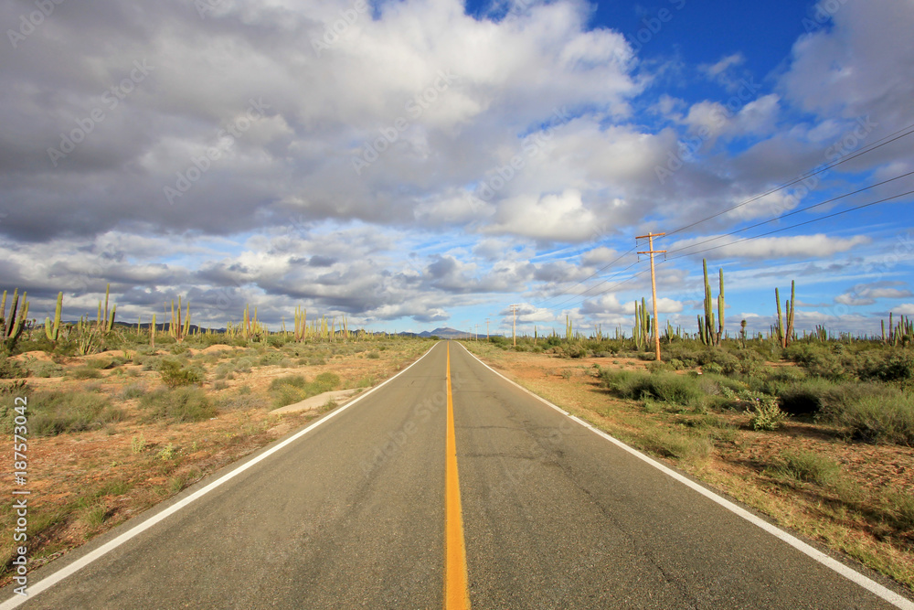 Fototapeta premium Classic panorama view of an endless straight road running through a Large Elephant Cardon cactus landscape in Baja California, Mexico