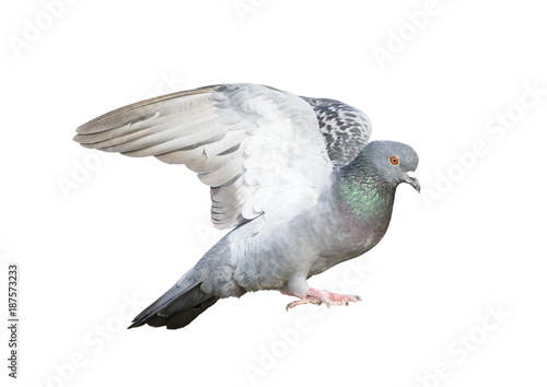 Pigeon flying isolated on white background © Direk Takmatcha
