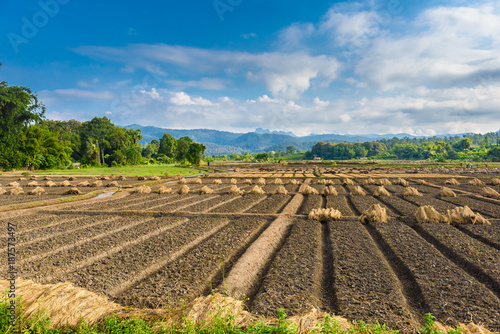 Landscape view of a freshly growing agriculture vegetable