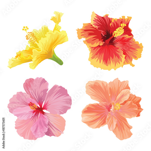 Beautifu hibiscus syriacus flowers on white background. Vector set of blooming tropical floral for wedding invitations and greeting card design.
