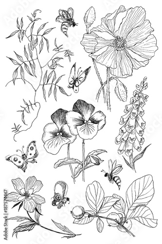 Vintage botanical illustration blossom flowers set. Flower concept. Vector design