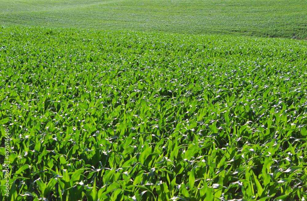 Huge corn farm Huge corn farm