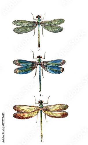 Illustration of a dragonfly