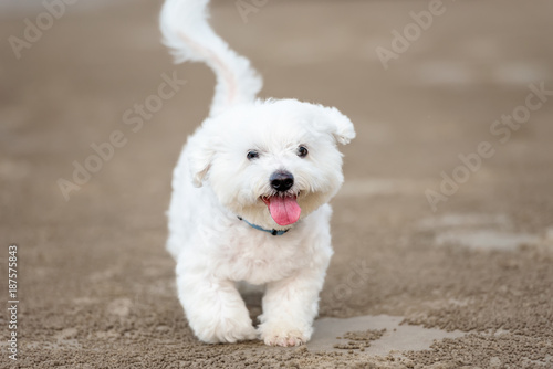  Maltese dog running outdoors © len4foto