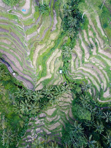 Rice terraces Tegallalang in the north of Bali.