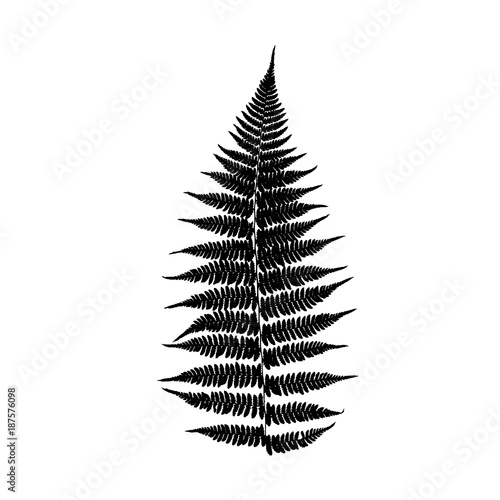 Fern leaf silhouette. Vector illustration