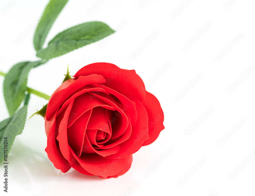 Single Red plastic fake roses on white Single Red plastic fake roses on white
