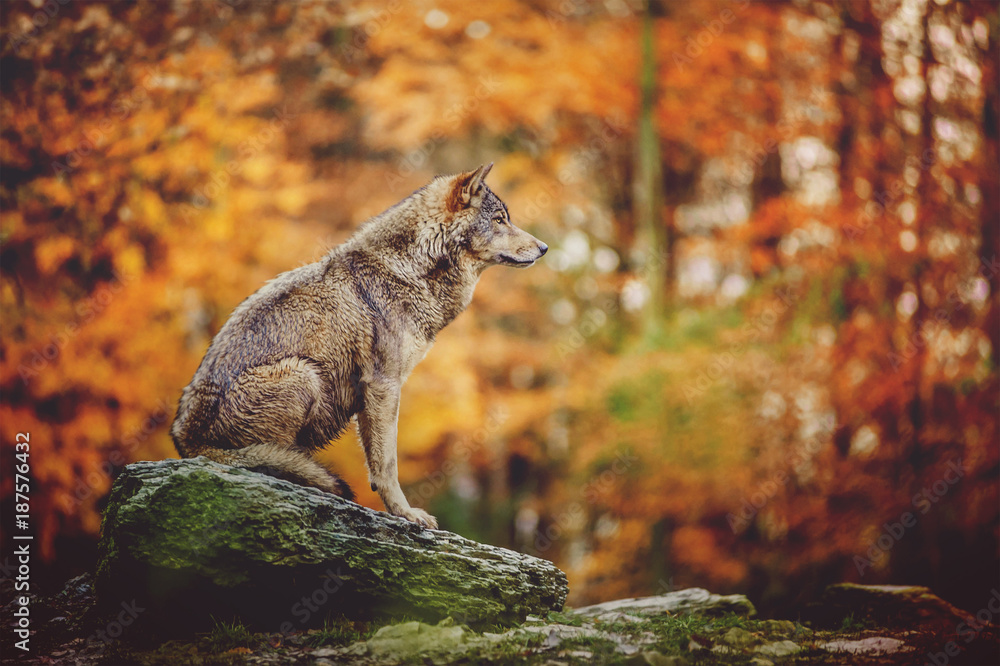 Wolf Sitting on the Stone in Autumn Forest. - obrazy, fototapety, plakaty 
