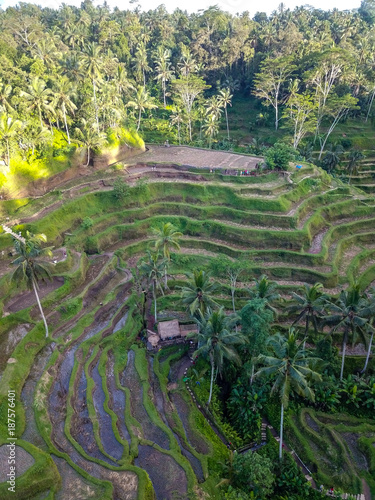 Rice terraces Tegallalang in the north of Bali.