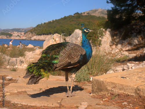 View of Male Peacock at  Lokrum Island near Dubrovnik photo