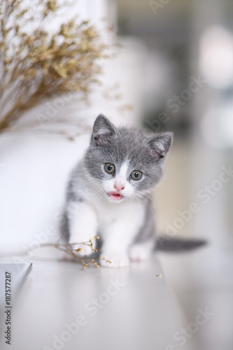 Fototapeta Naklejka Na Ścianę i Meble -  Cute kitten playing indoors
