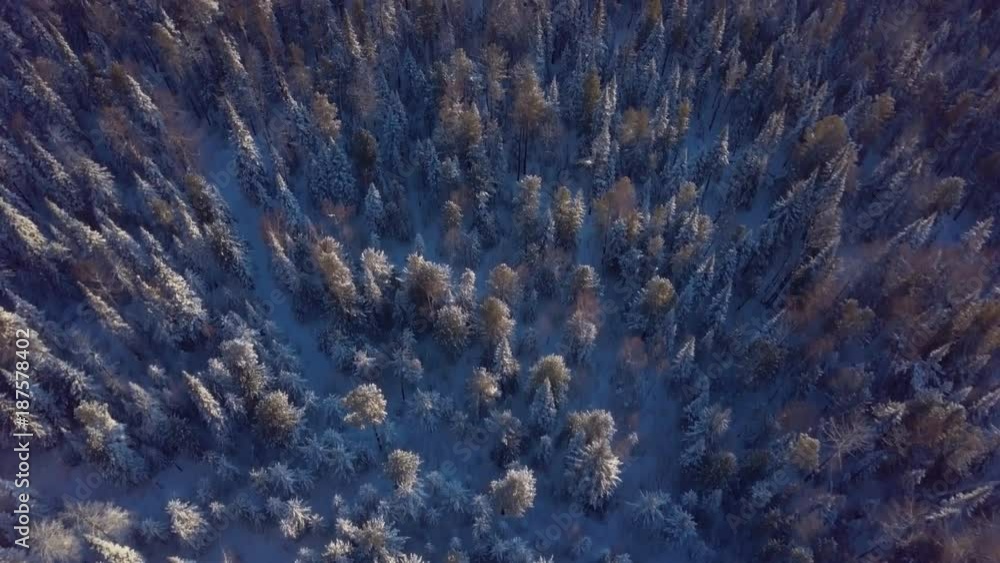 ProRes. Winter forest aerial view. Landscape. ProRes. Winter forest aerial view. Landscape.