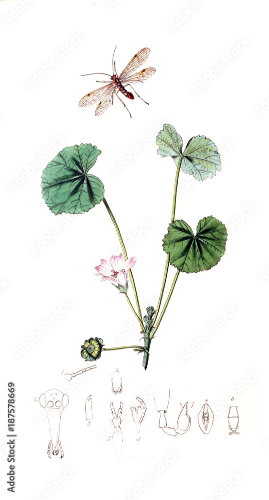 Illustration of insects and plants Illustration of insects and plants