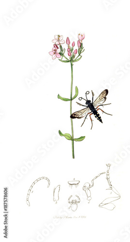 Illustration of insects and plants © ruskpp
