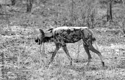 African Hunting Dog (Lycaon Pictus), walking through the dry arid african bush in South Luangwa National Park, Zambia