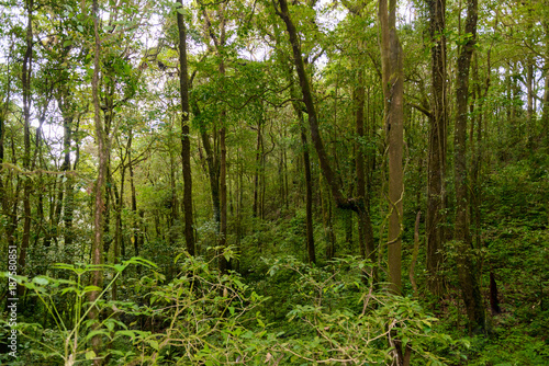 Kew Mae Pan Nature Trail Trekking trail leading through jungle
