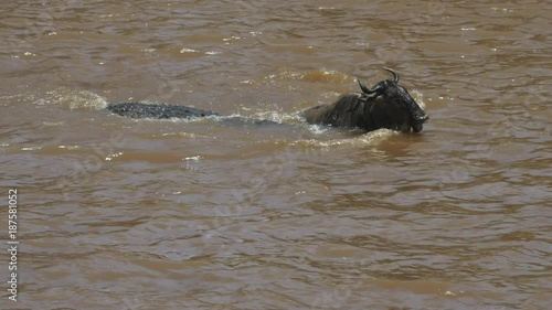 an adult wildebeest struggles to free itself from the jaws of a large crocodile while crossing the mara river in masai mara game reserve, kenya