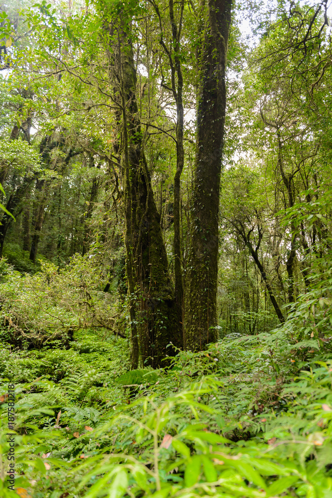 Kew Mae Pan Nature Trail Trekking trail leading through jungle