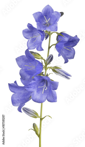 Fototapeta Naklejka Na Ścianę i Meble -  seven bellflower blue large blooms on stem