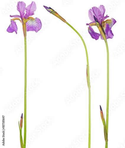Fototapeta Naklejka Na Ścianę i Meble -  set of three lilac iris flowers isolated on white