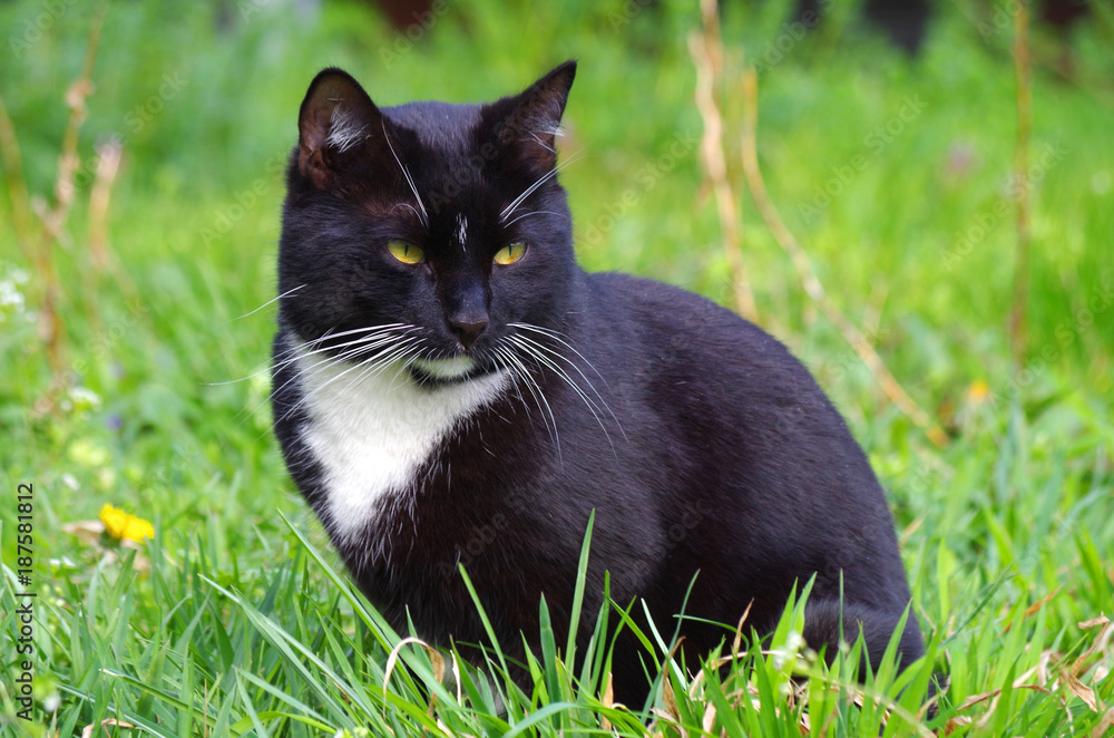 schwarz-weiße Europäisch Kurzhaar Katze im Gras