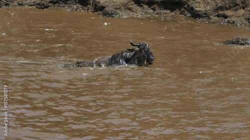 a wildebeest struggles to free itself from the jaws of a crocodile