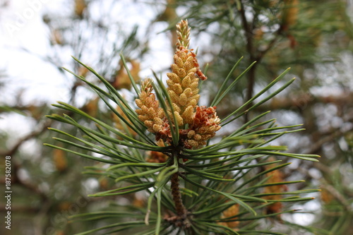 needles and buds on the branches of pine trees in the forest