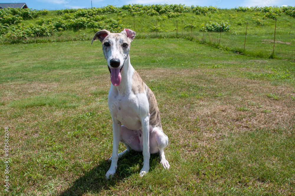 ウィペット(whippet) ウィペット(whippet)