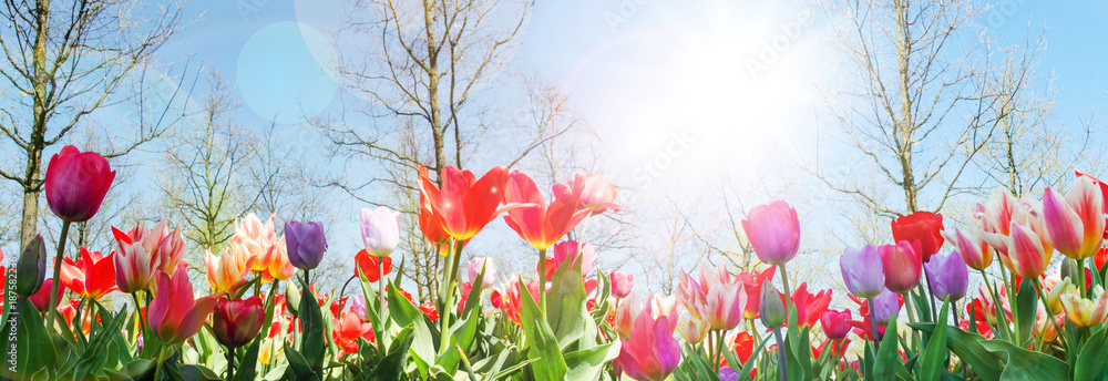 Glück, Lebensfreude, Frühlingserwachen, Leben: Buntes, duftendes Blumenfeld im Frühling :)