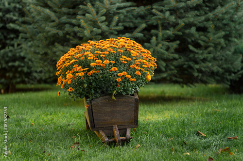 Beautiful  garden flowers in bright corors photo