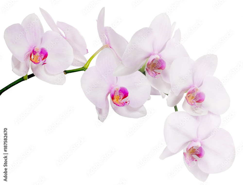 Fototapeta premium pojedyncze oddział z siedmiu jasnoróżowych kwiatów orchidei