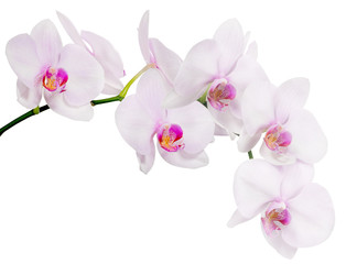 Sierkussen Badkamer Tak met lichtroze orchidee bloemen  © Alexander Potapov