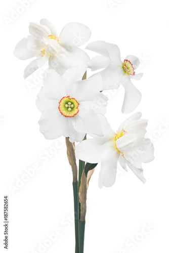Wallpaper Mural bunch of white narcissus four flowers