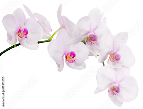 isolated branch with seven light pink orchid blooms