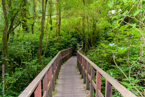 Kew Mae Pan Nature Trail Trekking trail leading through jungle © sirastock