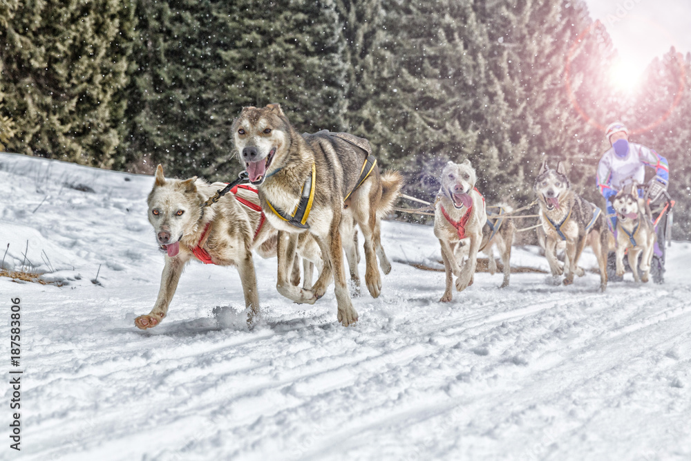Sled dog racing alaskan malamute snow winter competition race Sled dog racing alaskan malamute snow winter competition race