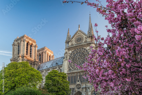 Paris, Notre Dame cathedral with spring trees in France